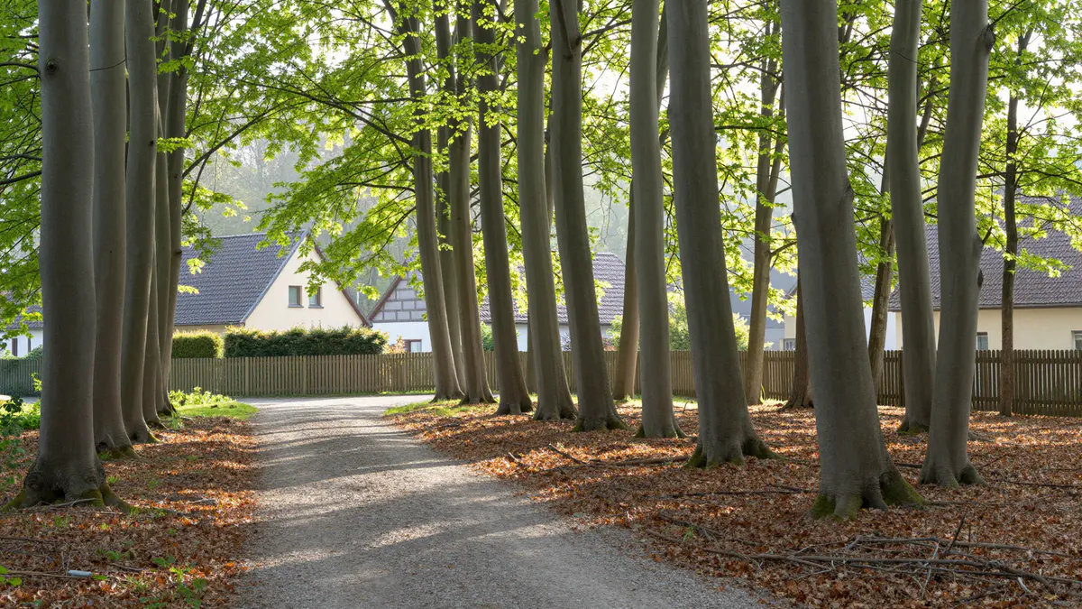 Illustration: Kiesweg zwischen hohen Buchenstämmen, am Waldrand ein Holzzaun und Häuser mit Giebeldächern im Morgenlicht