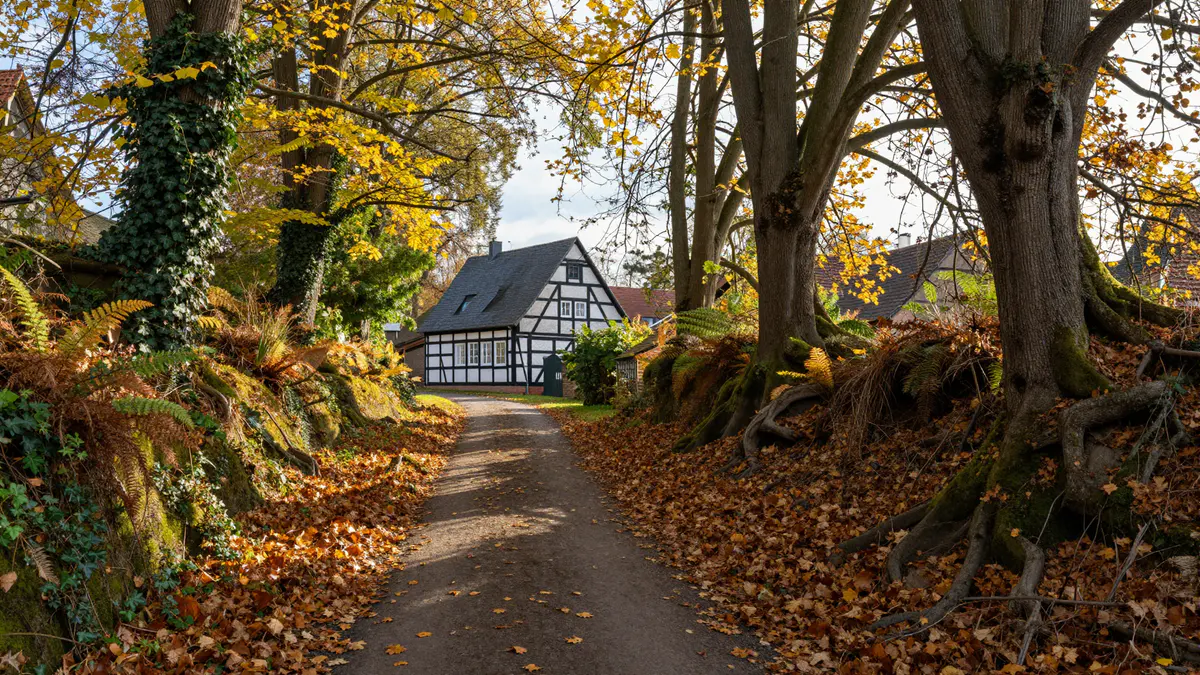Illustration: Hohlweg unter alten Buchen mit Efeu, Farnen und Herbstlaub, an seinem Ende ein Fachwerkhaus in der Sonne