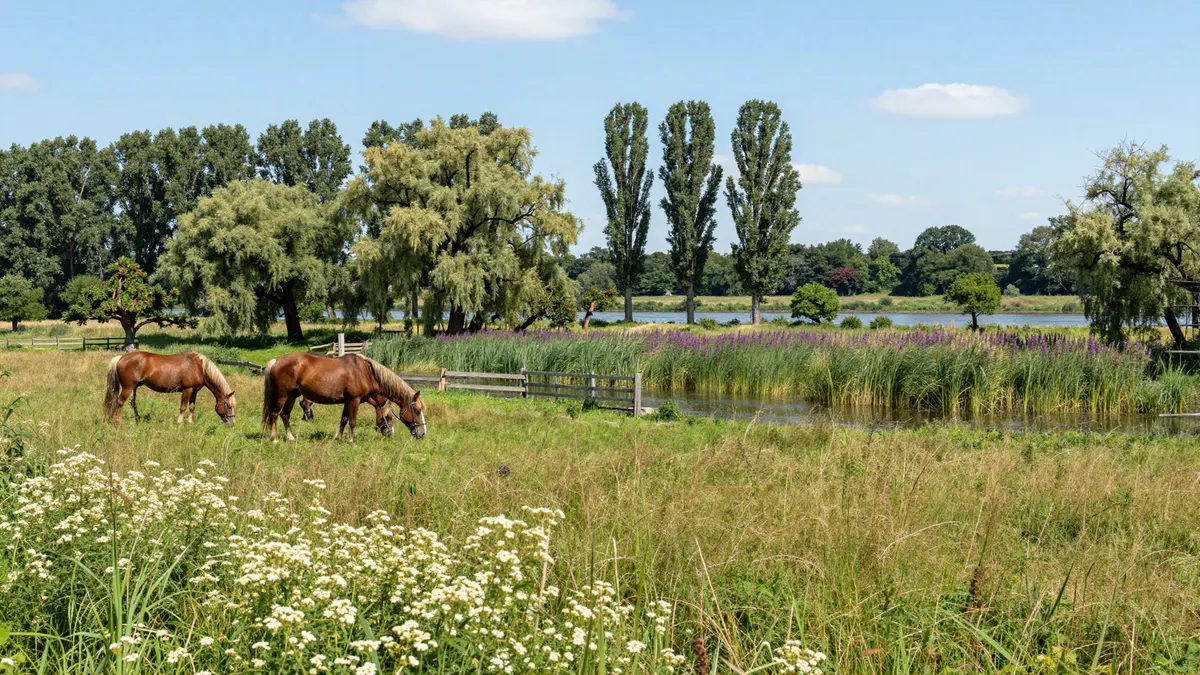 Illustration: Zwei Pferde grasen auf einer Auenwiese mit Sommerblumen neben einem schilfgesäumten Altwasser, dahinter Weiden und Pappeln