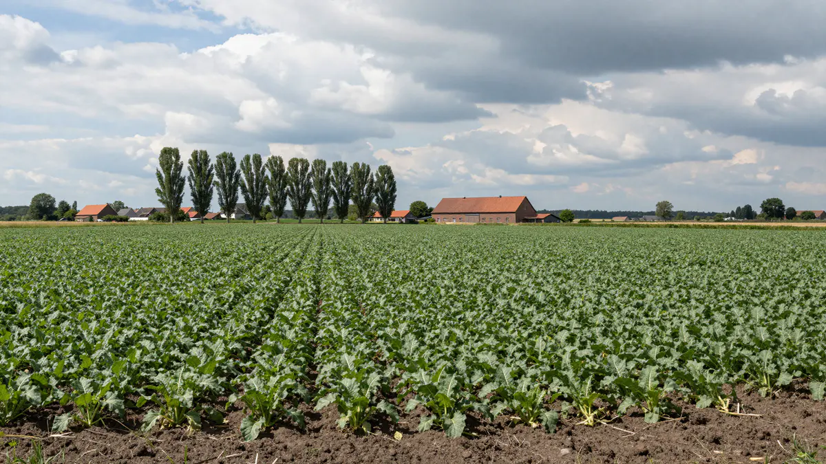 Illustration: Zuckerrübenfeld in langen Reihen, dahinter eine Pappelreihe und ein Backsteinhof unter großem Wolkenhimmel